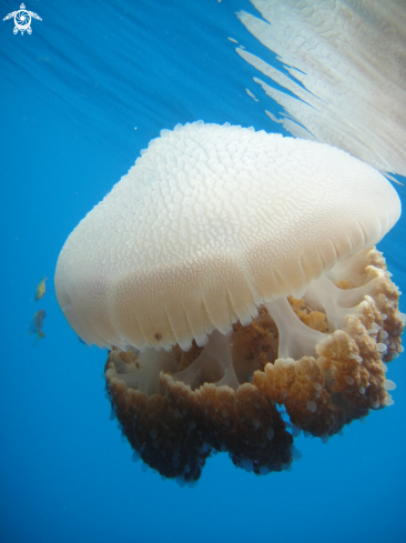 A Jellyfish