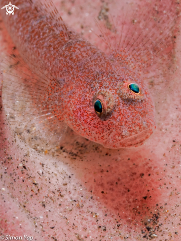 A Pink Ghost Goby