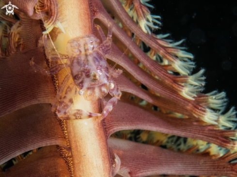 A Porcelain crab | Porcelain crab