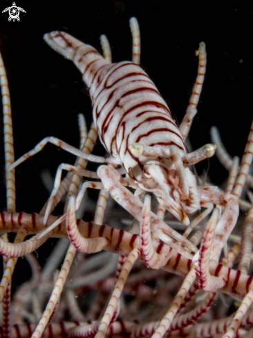 A Crinoid Shrimp