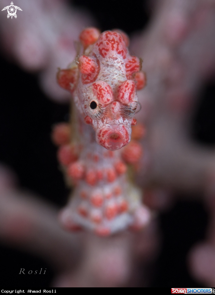 A Bargibanti Pygmy Seahorse