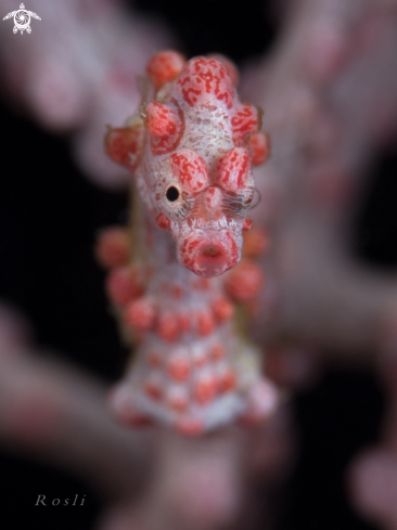 A Bargibanti Pygmy Seahorse