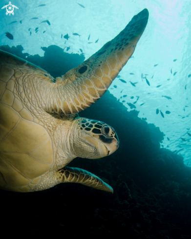 A Green Turtle