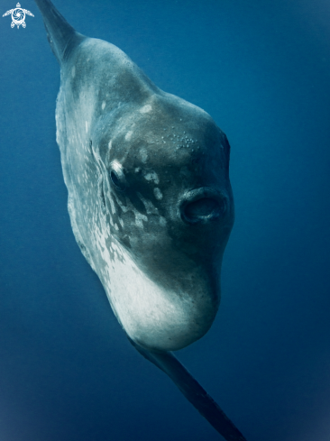 A Southern Ocean Sunfish