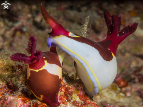 A Nembrotha chamberlaini mating pair