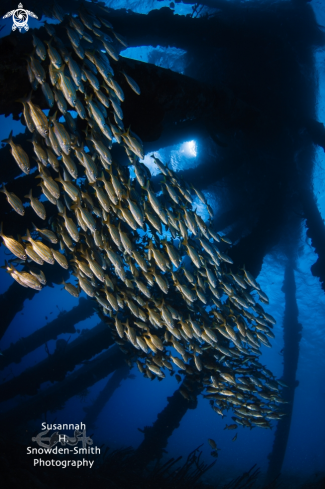 A Haemulon chrysargyreum | yellow striped grunts