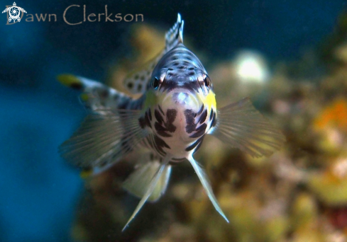 A Serranus tigrinus | Harlequin Bass