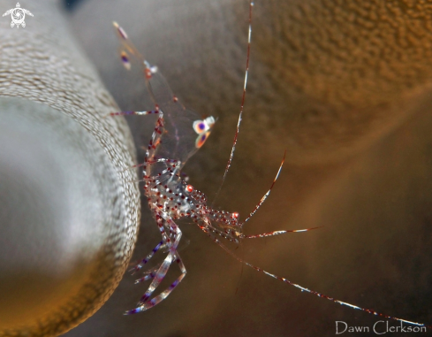 A Spotted Anemone Shrimp