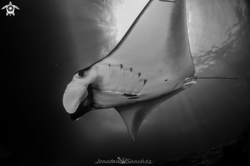 A Manta ray