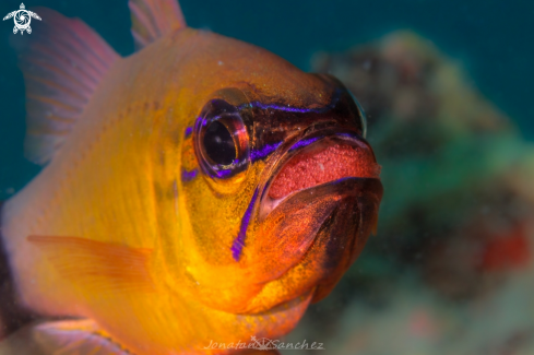 A Cardinal fish