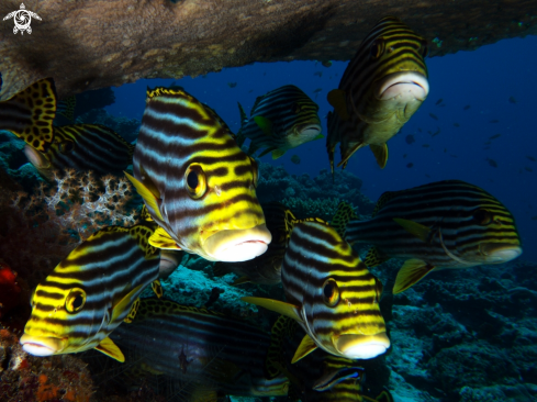 A Oriental sweetlips