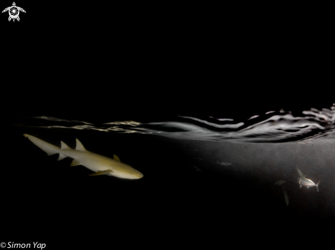 A Debris ferrugineus, Sarda orientalis | Tawny Nurse Shark, Oriental Bonito