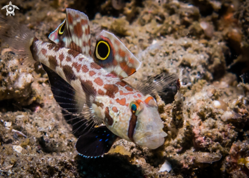 A Four eyed Goby