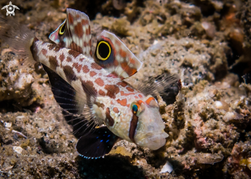 A Signigobius biocillatus | Four eyed Goby