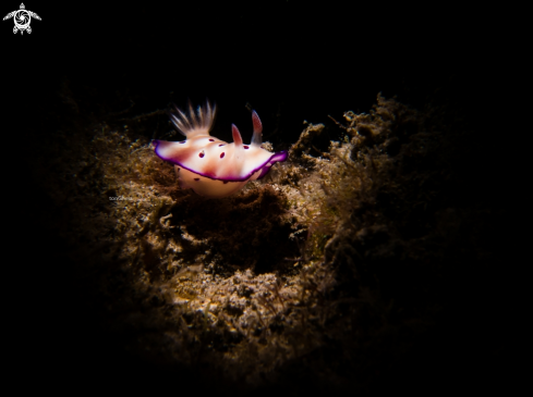 A Hypselodoris tryoni | Nudibranch