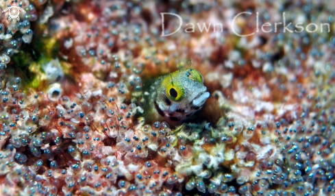 A Acanthemblemaria spinosa | Spinyhead Blenny