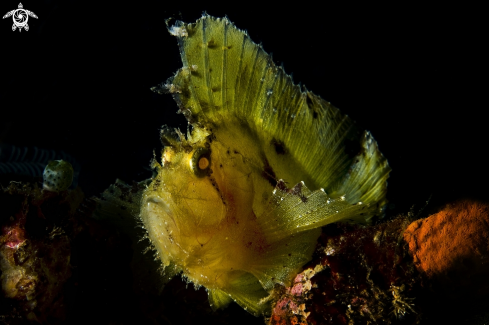 A Leaf scorpionfish