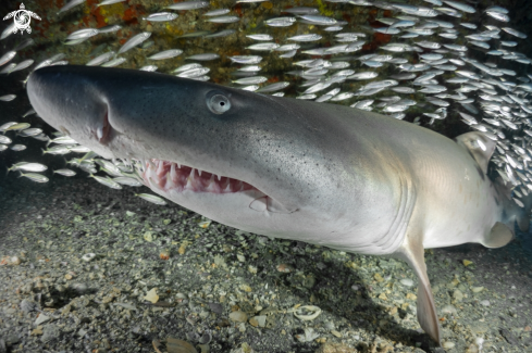 A Carcharias taurus | Sand Tiger Shark