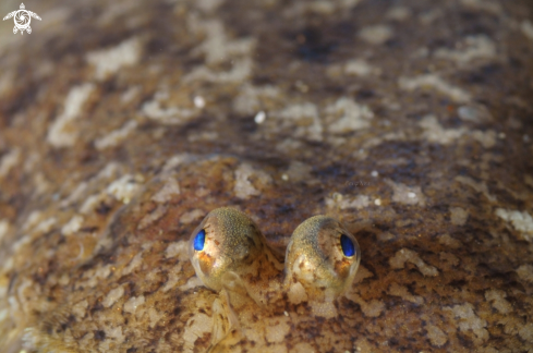 A FLOUNDER