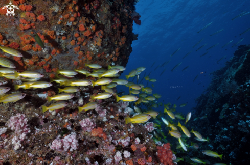 A Yellow Tailed Snapper