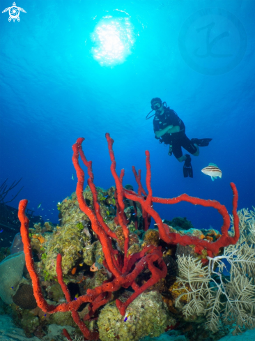 A red rope sponges