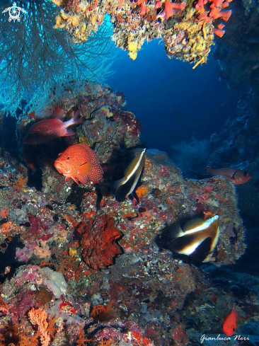 A Reef fishes