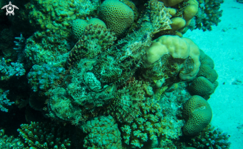 A scorpion fish