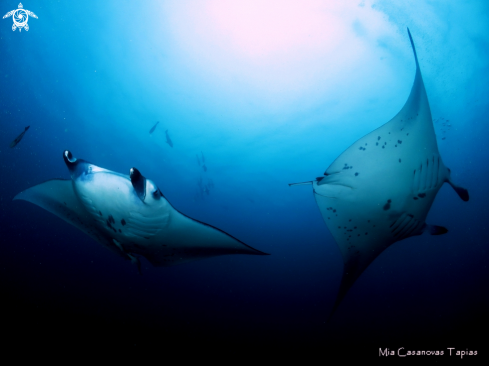 A Manta ray