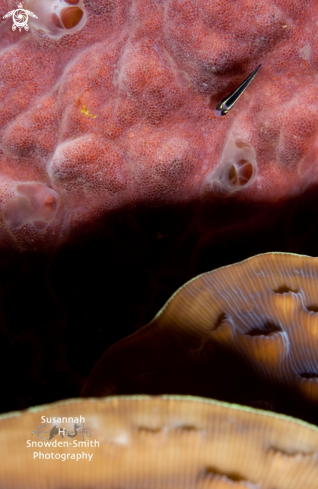 A Elacatinus evelynae | Sharknose Goby