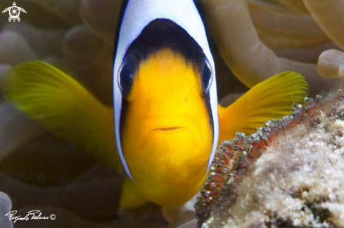 A Clownfish