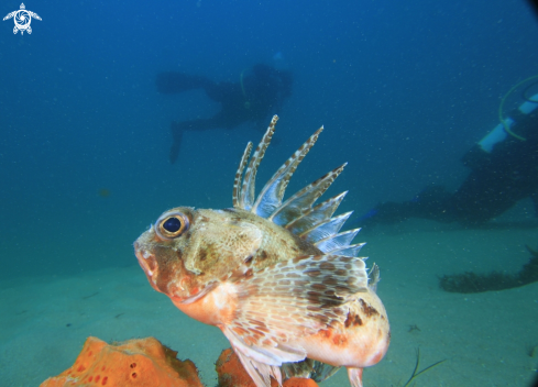 A Gurnard