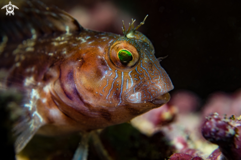 A Parablennius marmoreus | Seaweed Blenny