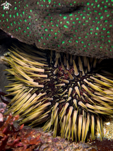 A Echinometra mathaei | Sea Urchin