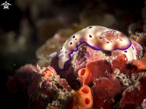 A Hypselodoris tryoni nudibranch | Leopard head flapper nudibranch