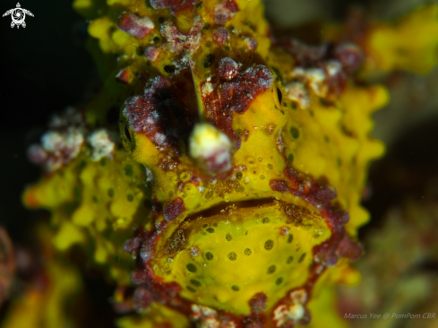 A Frog Fish