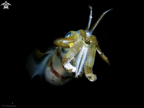A sepioteuthis lessoniana | Bigfin Reef squid