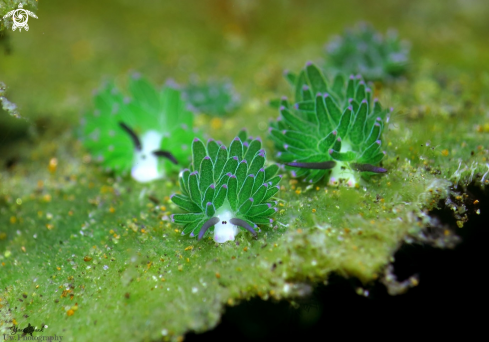 A Costasiella sp