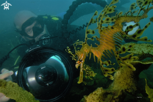 A Leafy Sea Dragon