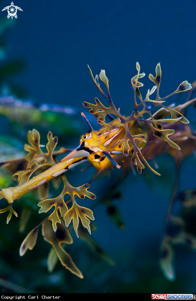 A Leafy seadrgon