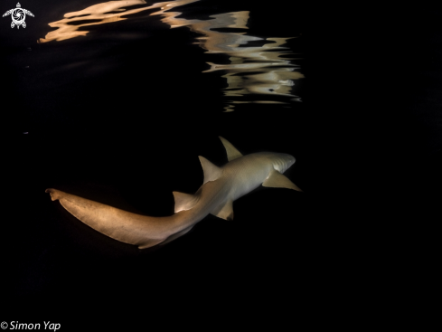 A Tawny Nurse Shark