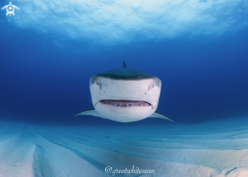 A Galeocerdo cuvier | Tiger Shark