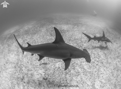 A Sphyrna mokarran | Great Hammerhead