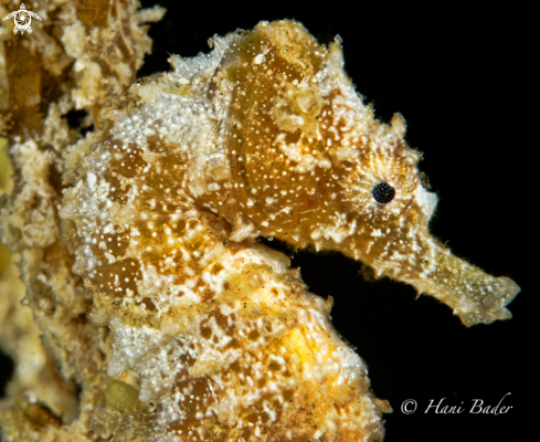 A seahorse