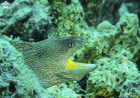 A eel moray