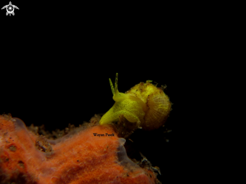 A Epidendrium billeeanum | yellow snail