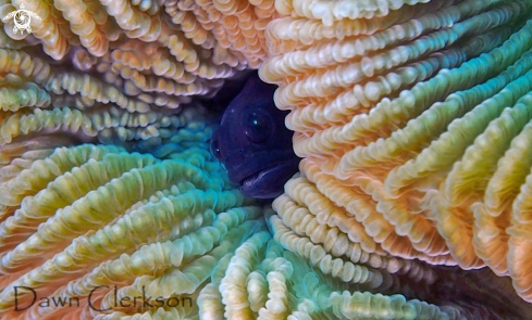 A Blenny