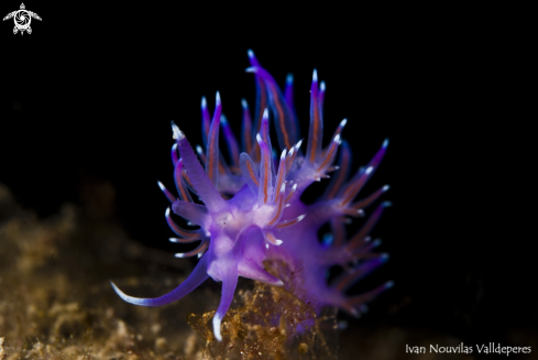 A Nudibranch