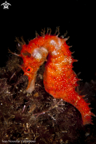 A Seahorse