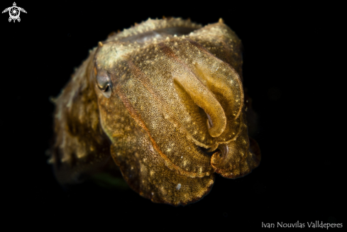 A Cuttlefish