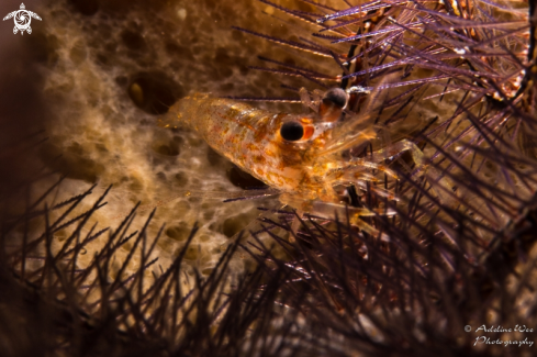 A Brachycarpus biunguiculatus | Twoclaw shrimp